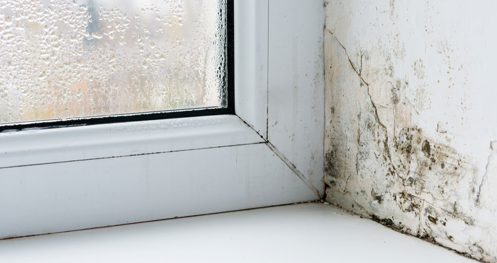 Mould When Is It a Landlord or Tenant Problem or Both? BJS Insurance